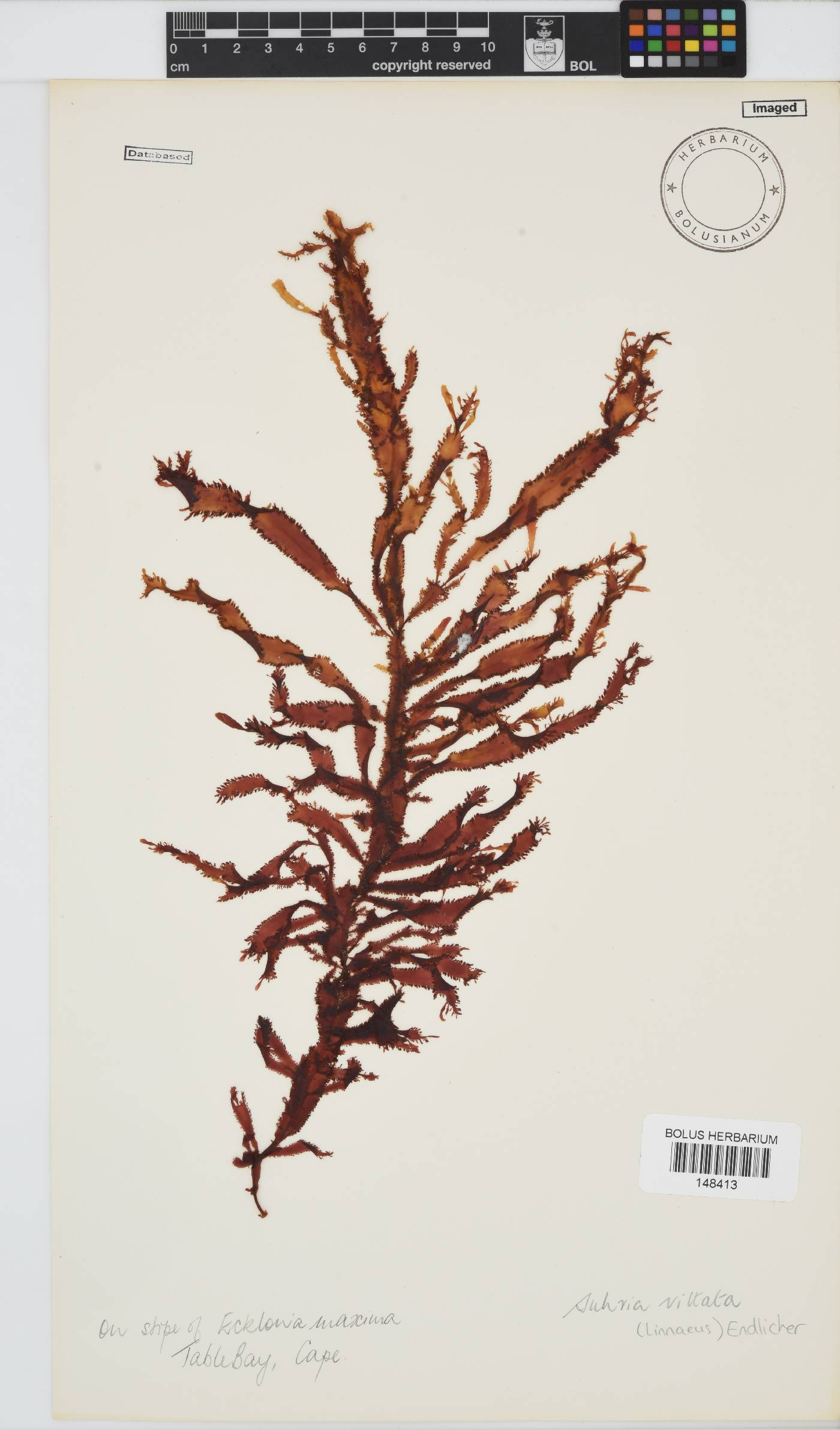Gelidium vittatum image