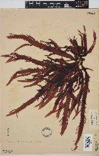 Gelidium vittatum image