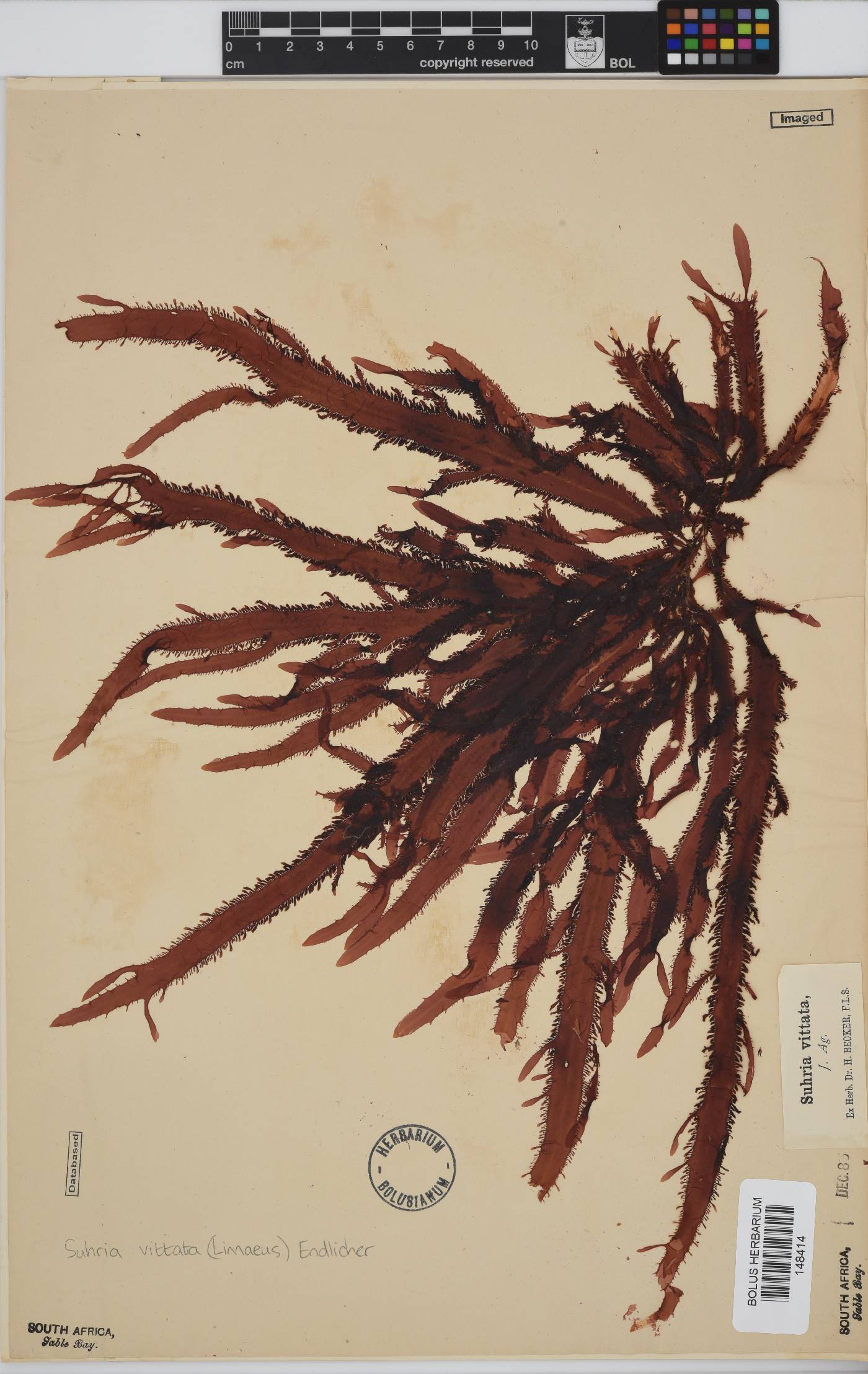 Gelidium vittatum image