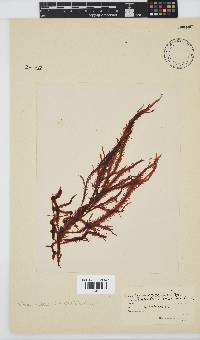 Gelidium vittatum image