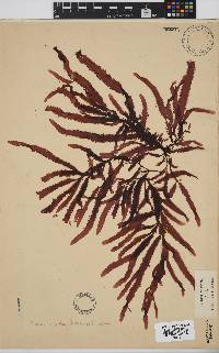 Gelidium vittatum image