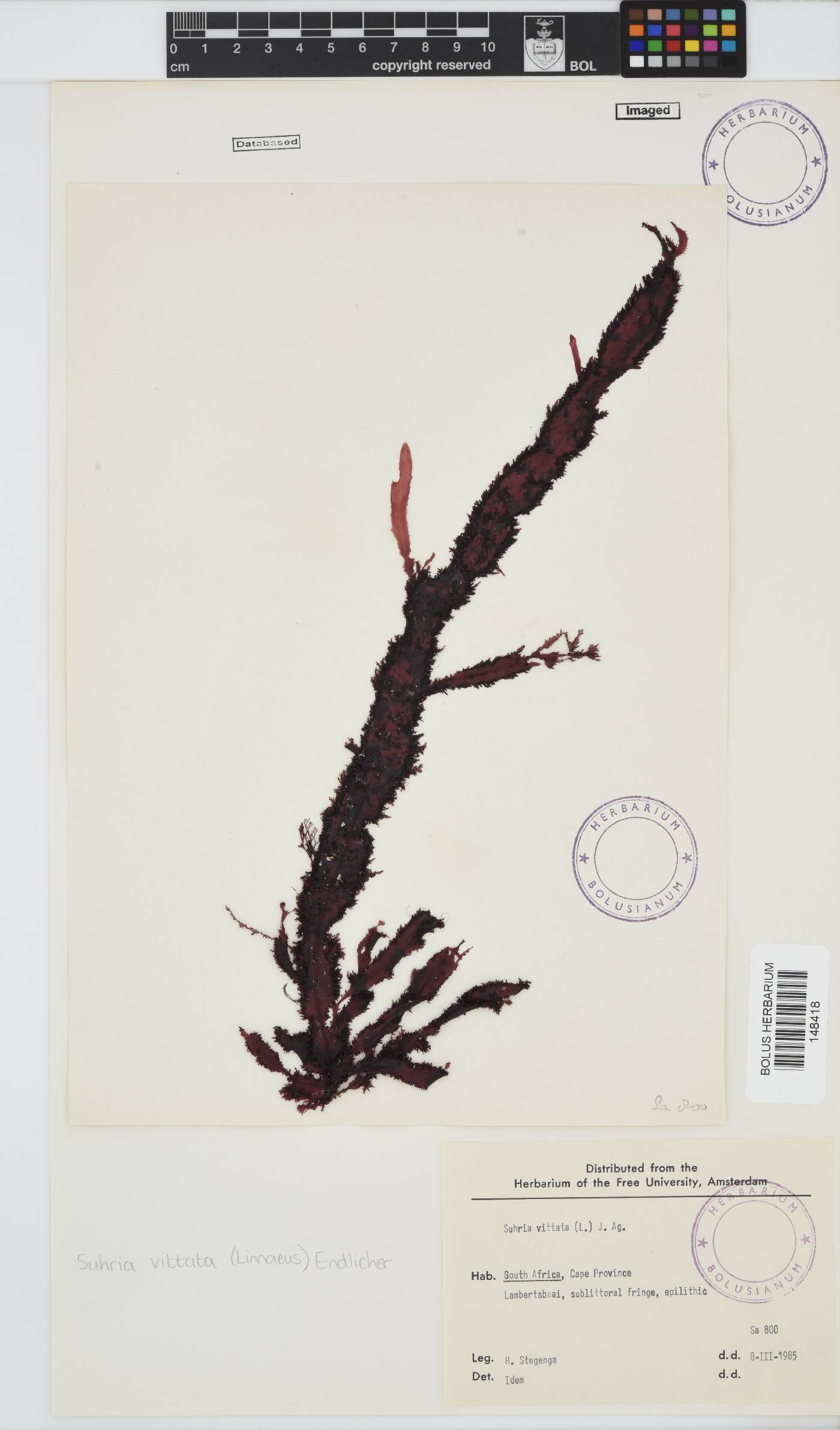 Gelidium vittatum image