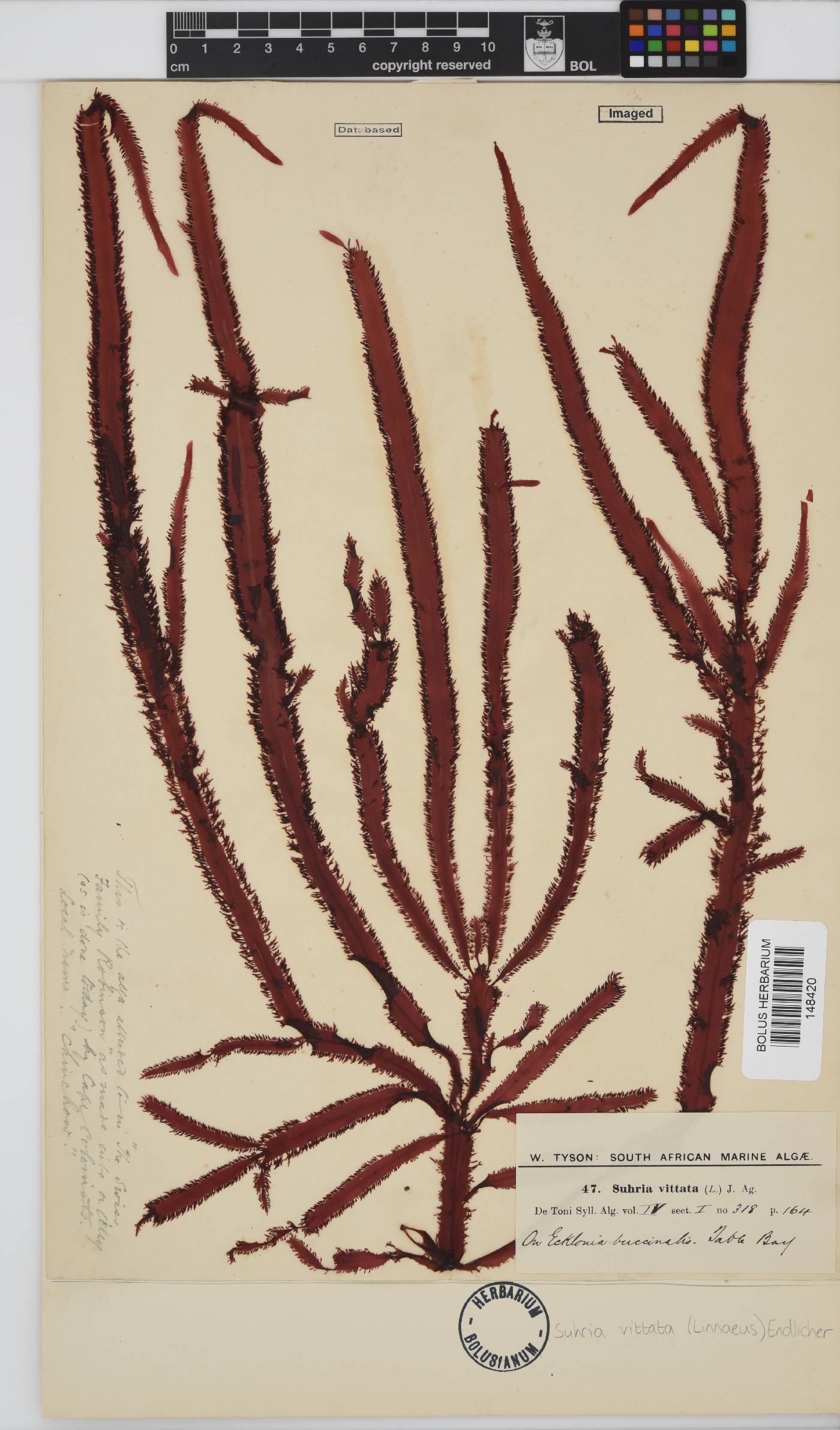 Gelidium vittatum image