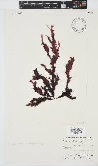 Gelidium vittatum image