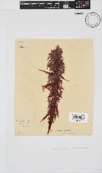 Gelidium vittatum image