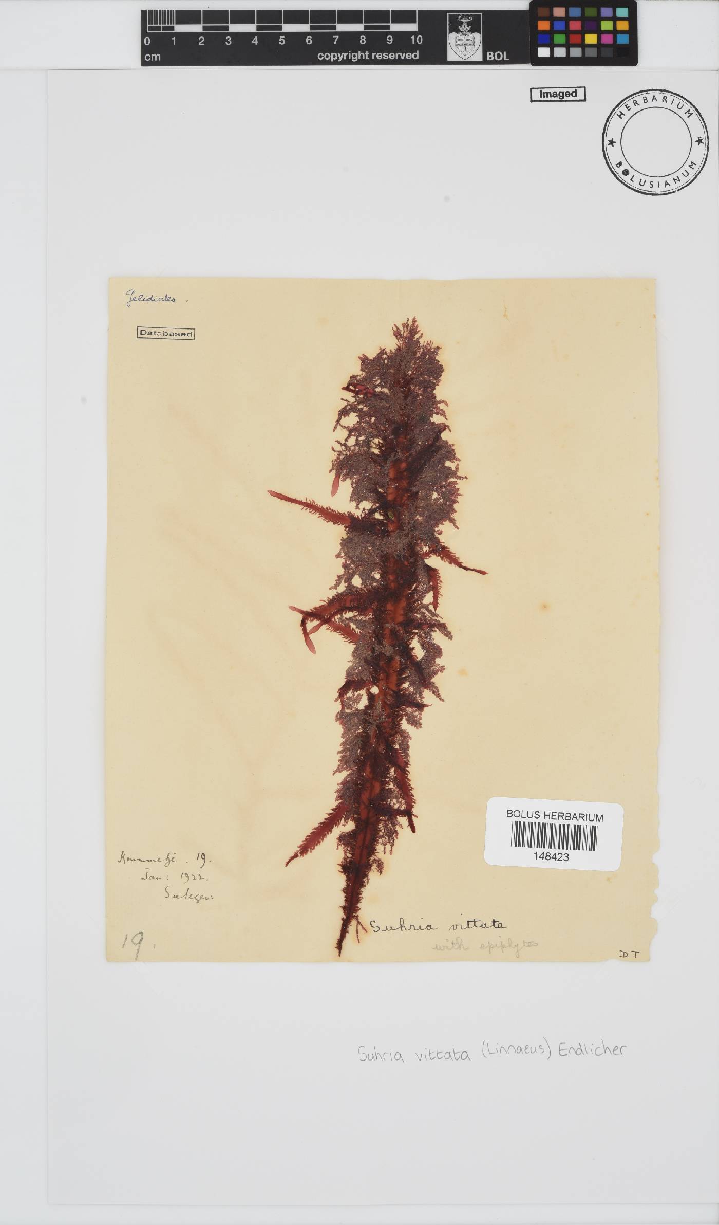 Gelidiaceae image