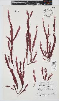 Gelidium vittatum image