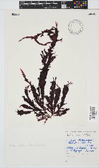 Gelidium vittatum image