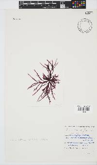 Gelidium vittatum image