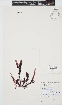 Gelidium vittatum image