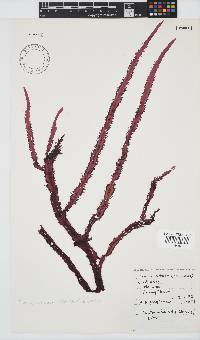 Gelidium vittatum image