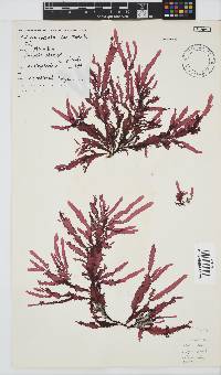 Gelidium vittatum image