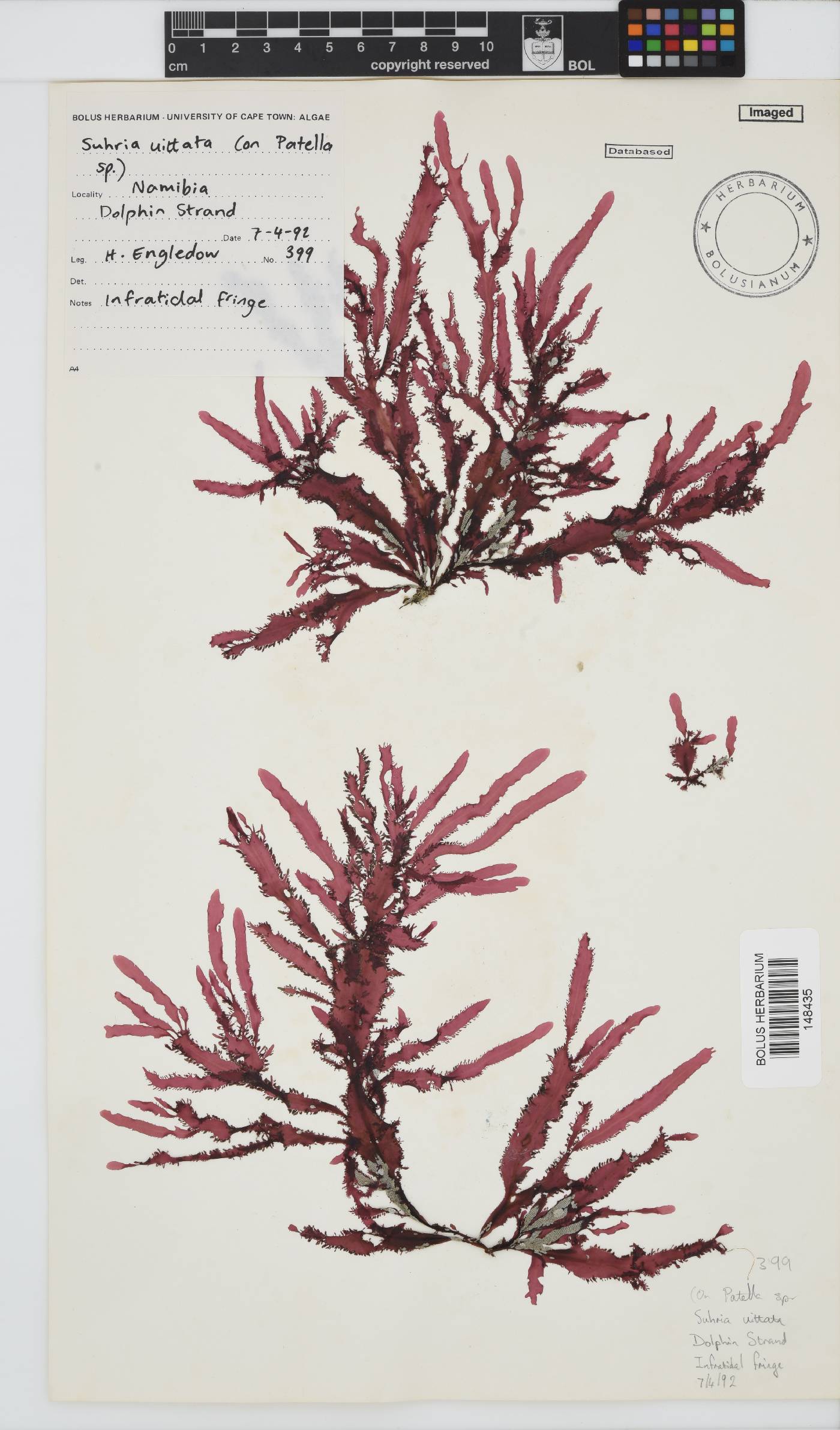 Gelidiaceae image