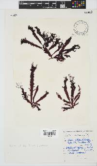Gelidium vittatum image
