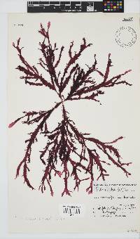 Gelidium vittatum image
