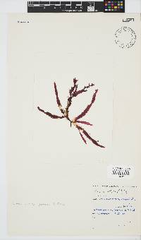Gelidium vittatum image