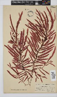 Gelidium vittatum image