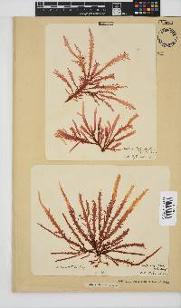 Gelidium vittatum image