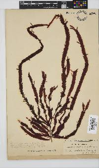 Gelidium vittatum image