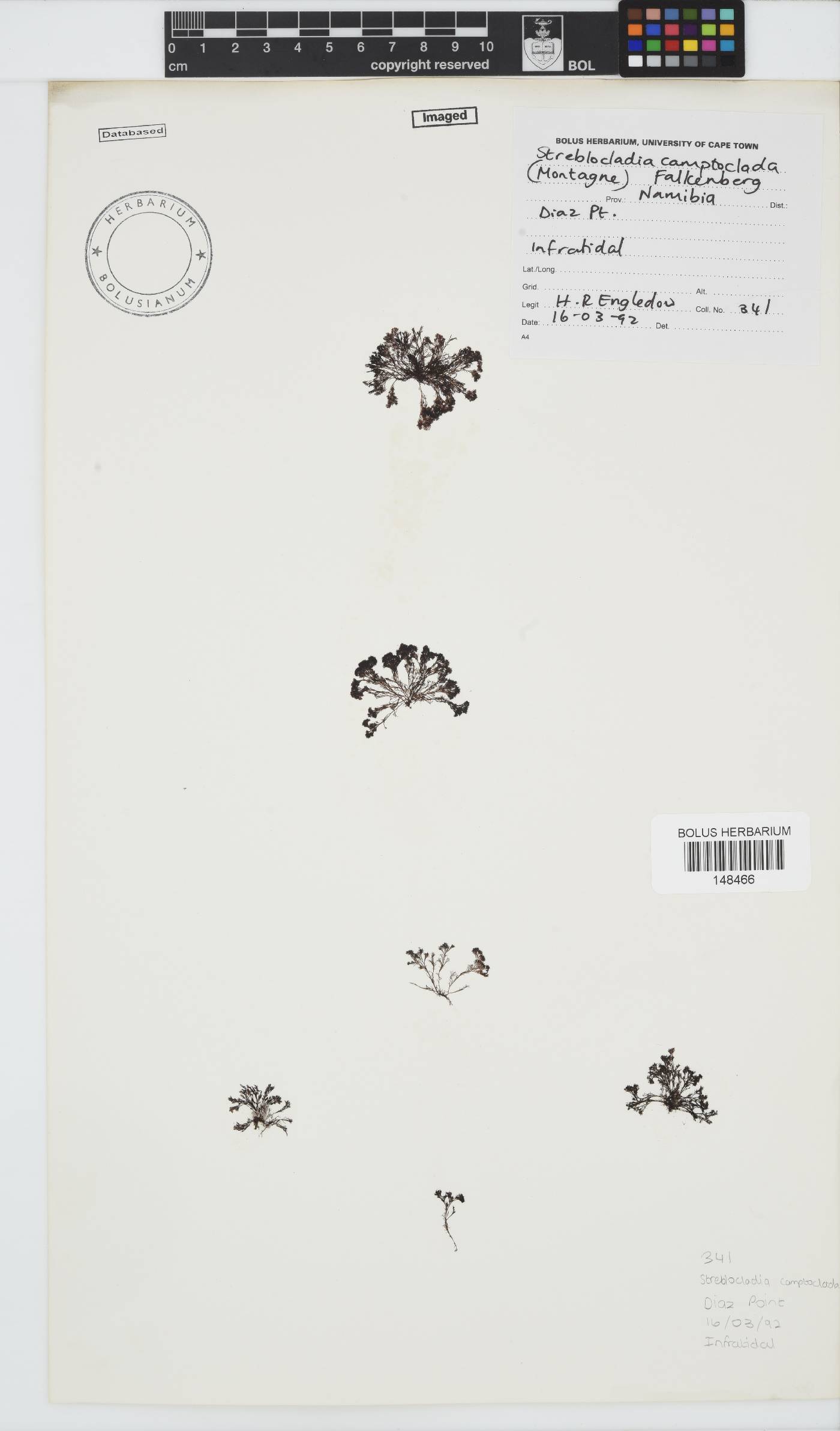 Streblocladia camptoclada image