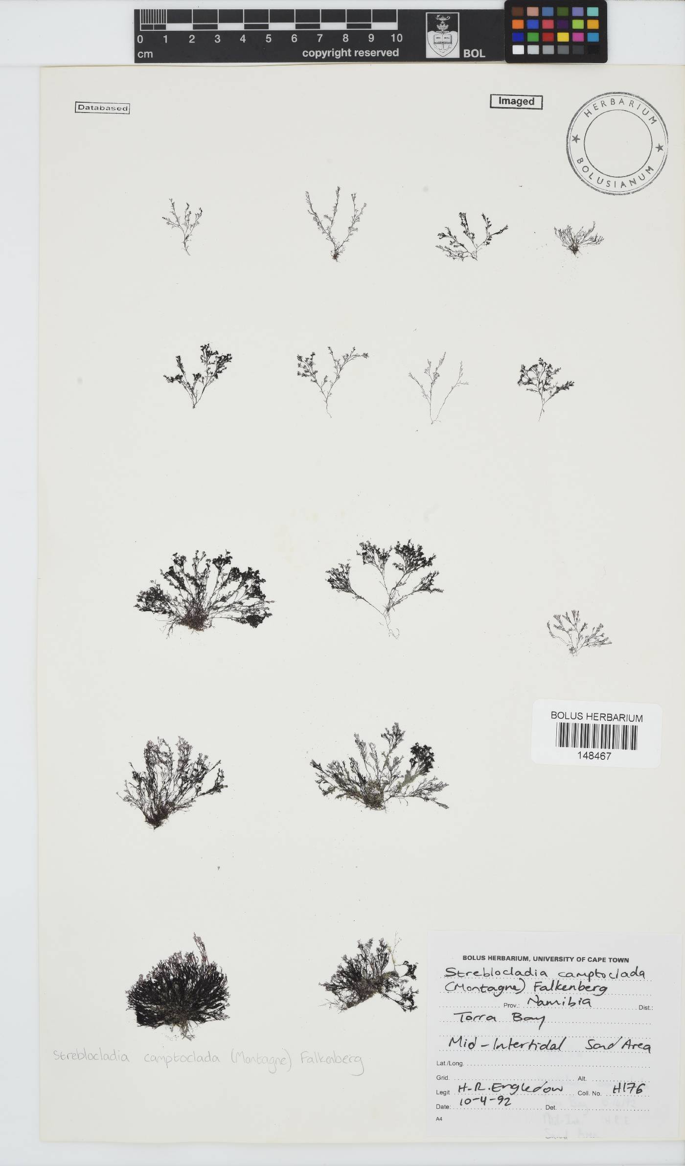 Streblocladia camptoclada image