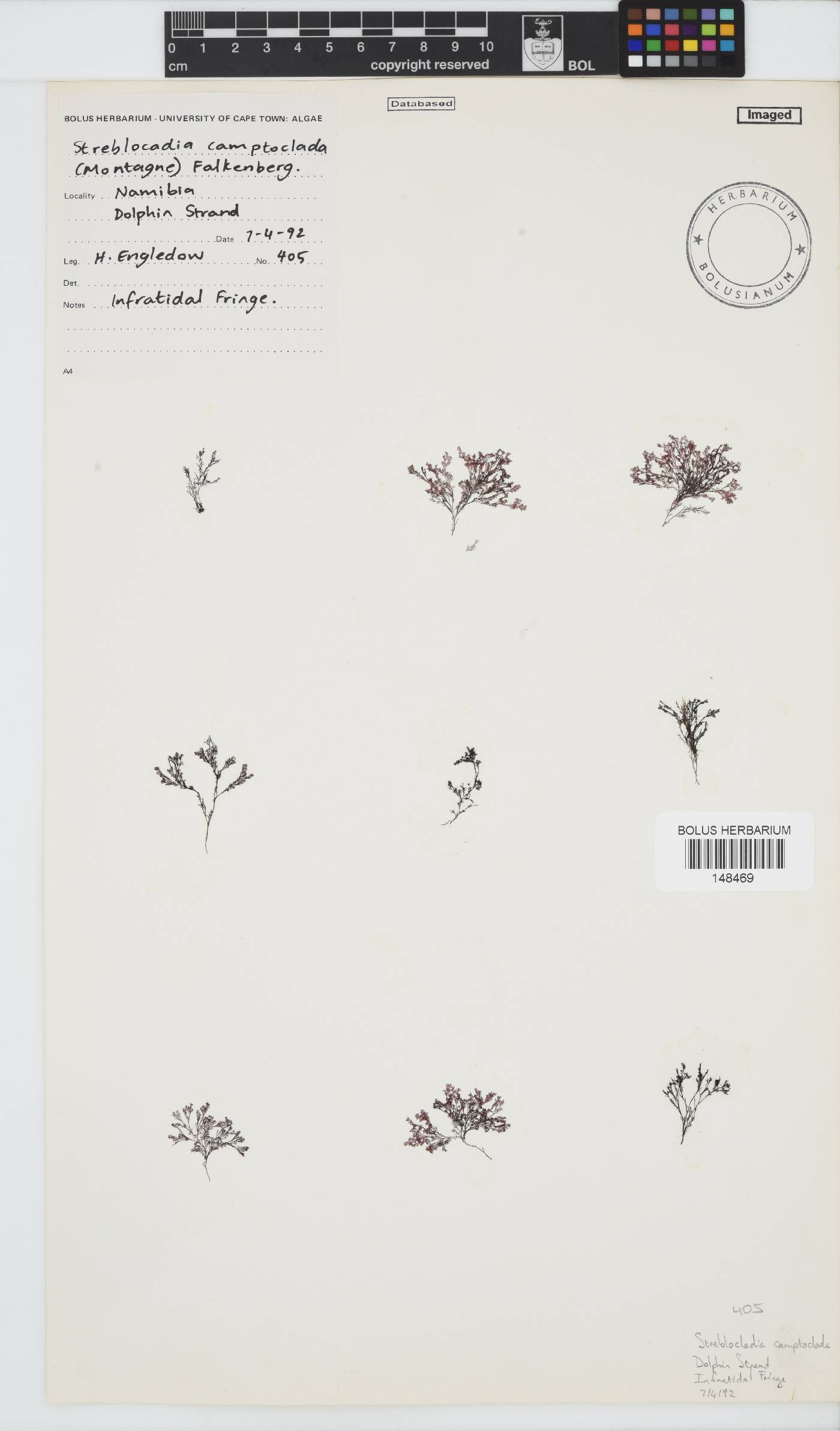 Streblocladia camptoclada image