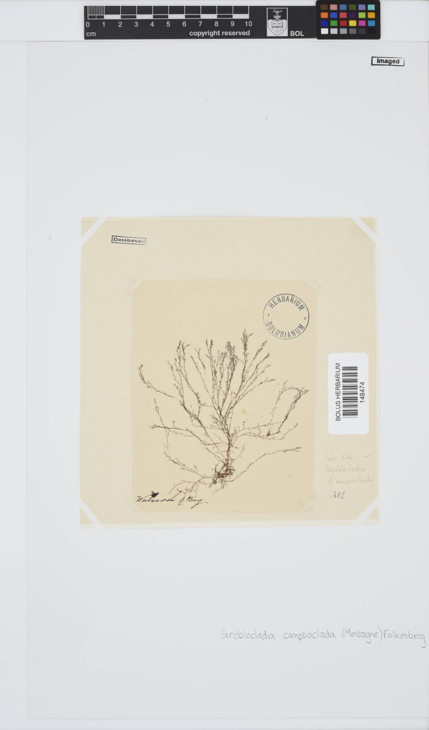 Streblocladia camptoclada image