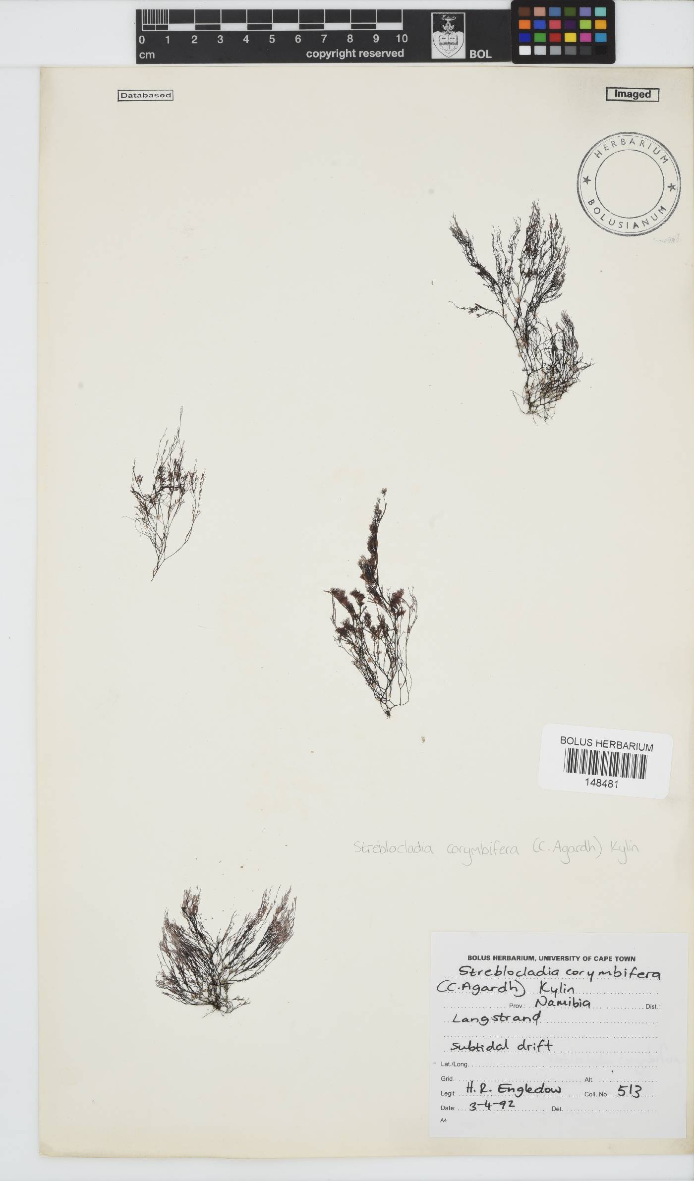 Streblocladia corymbifera image