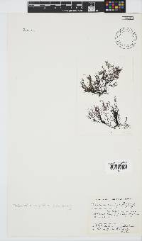 Streblocladia corymbifera image