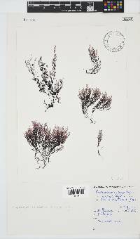Streblocladia corymbifera image