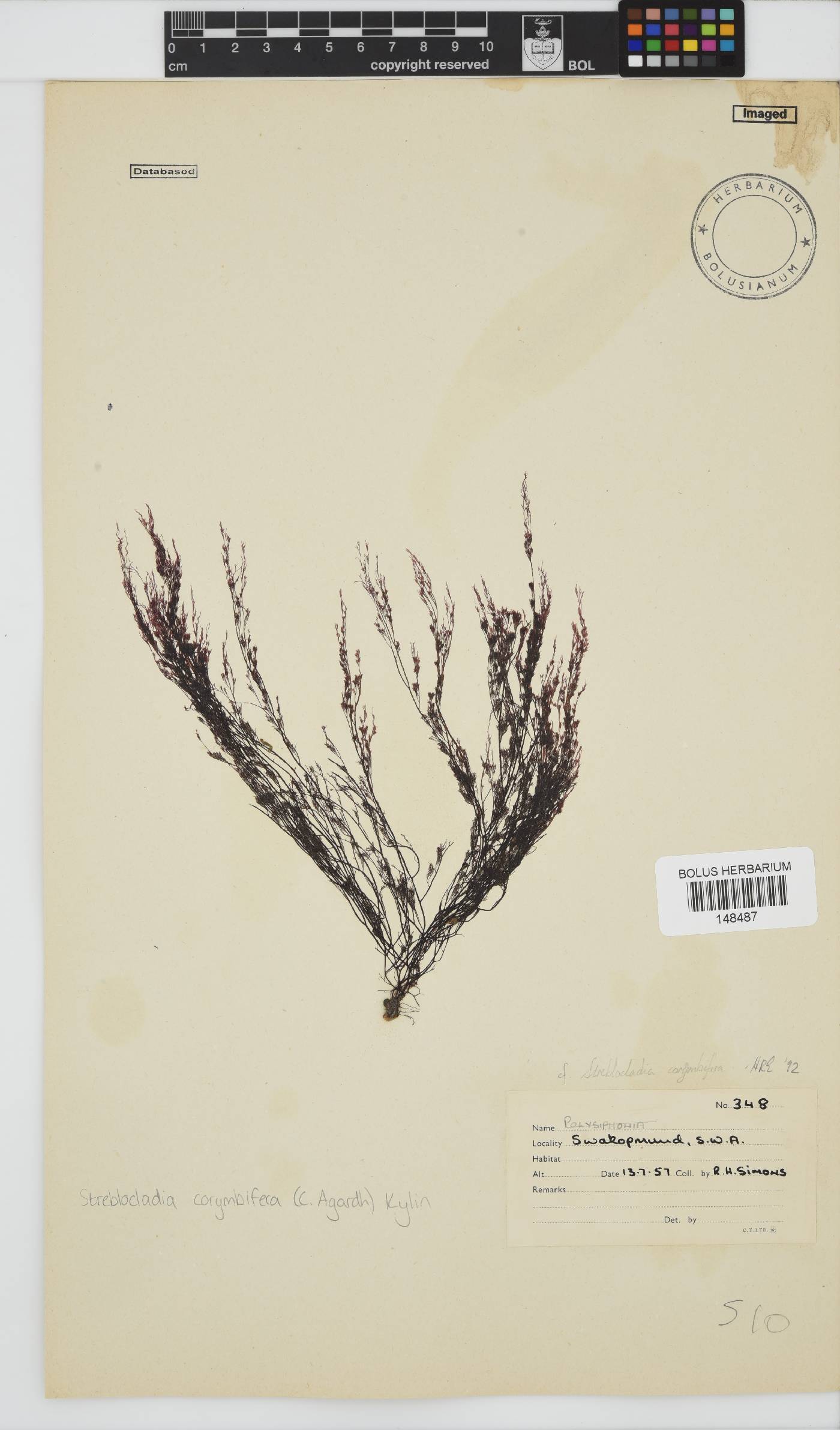 Streblocladia image