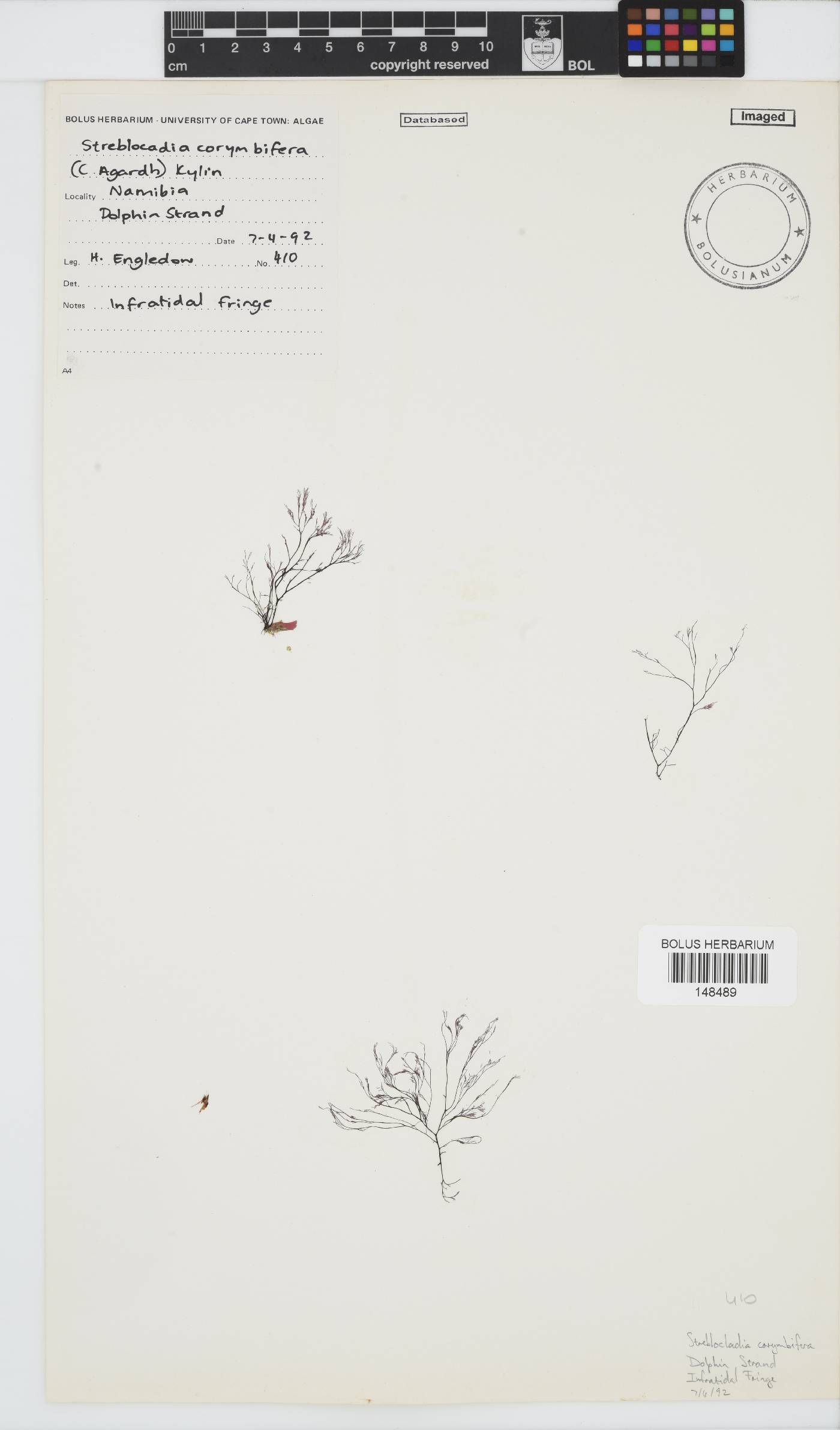 Streblocladia image