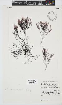 Streblocladia corymbifera image