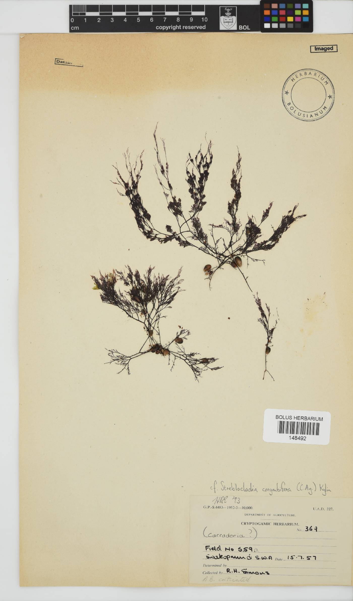 Streblocladia corymbifera image