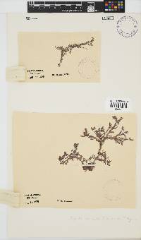 Spyridia horridula image