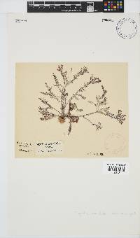 Spyridia horridula image