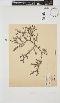 Spyridia horridula image