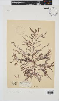 Spyridia horridula image