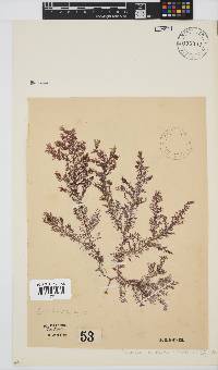 Spyridia horridula image