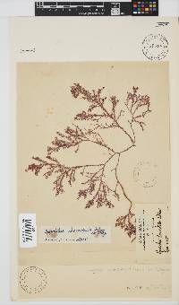 Spyridia horridula image