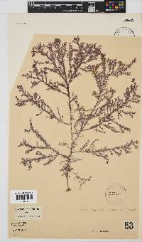 Spyridia horridula image