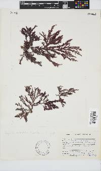 Spyridia horridula image