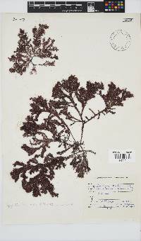 Spyridia horridula image