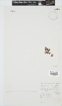 Spyridia horridula image