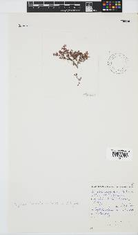 Spyridia horridula image