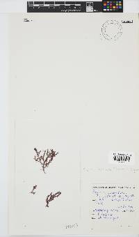 Spyridia horridula image