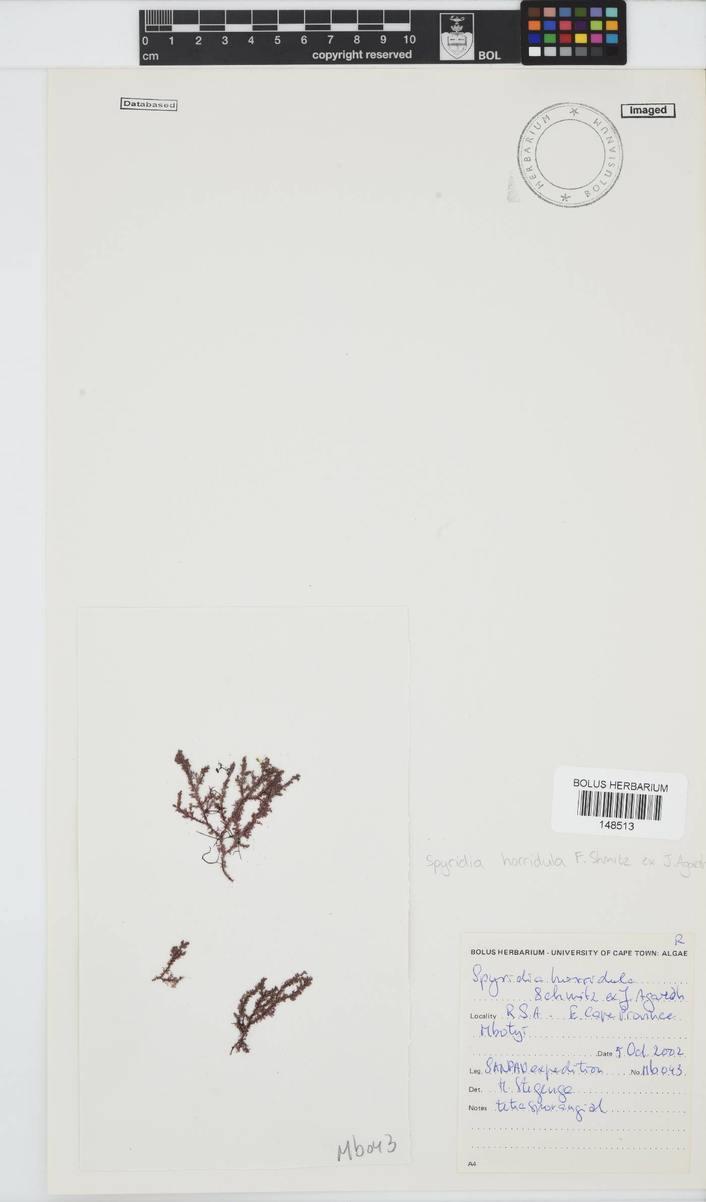 Spyridia horridula image