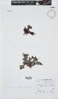 Spyridia horridula image