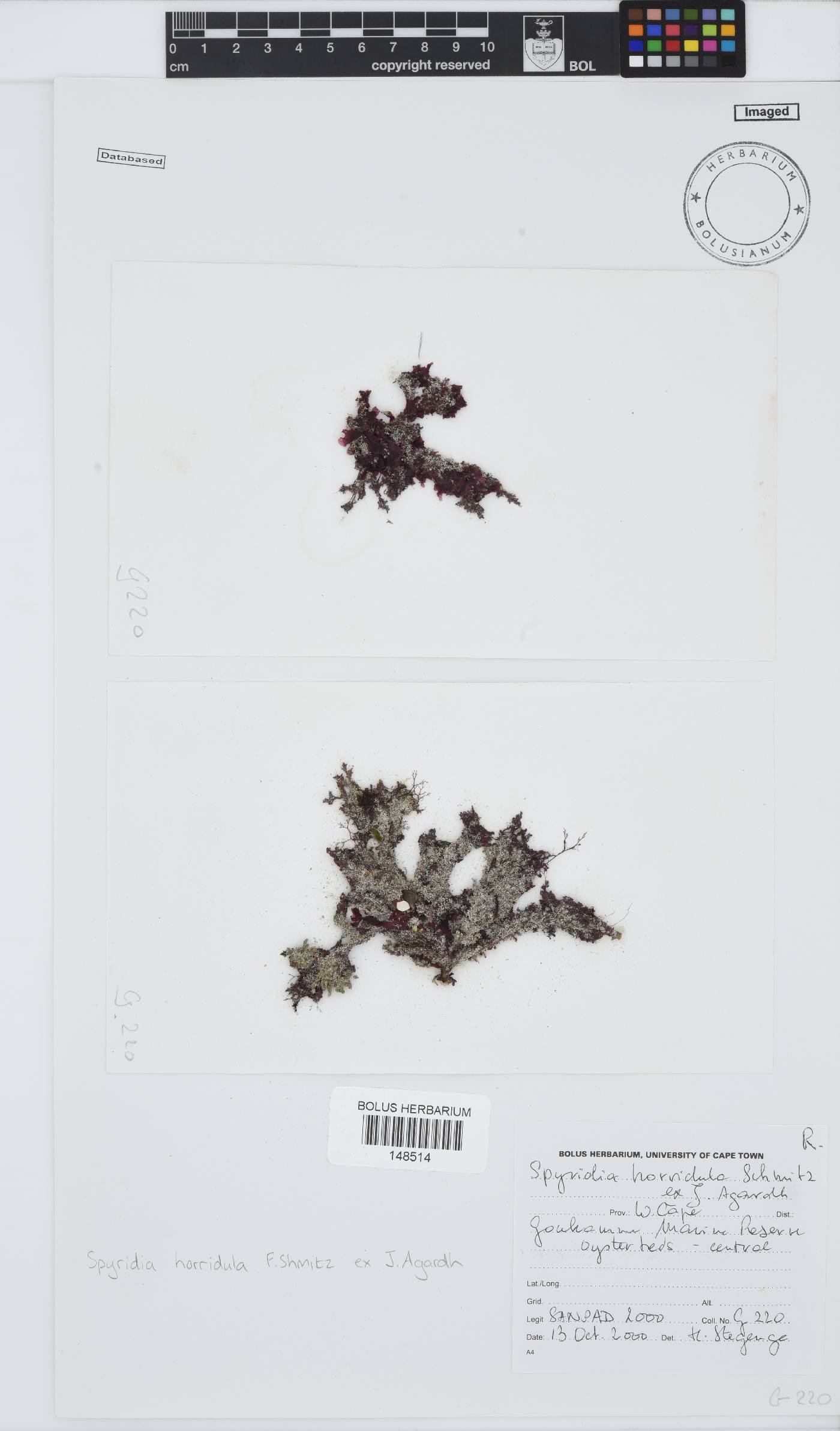 Spyridia horridula image