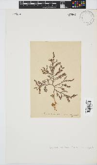 Spyridia horridula image